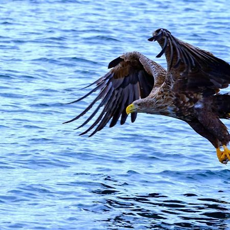 Eagle View Lofoten Bostad エクステリア 写真